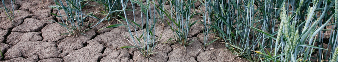 cracked soil in crop. soil synergy can help